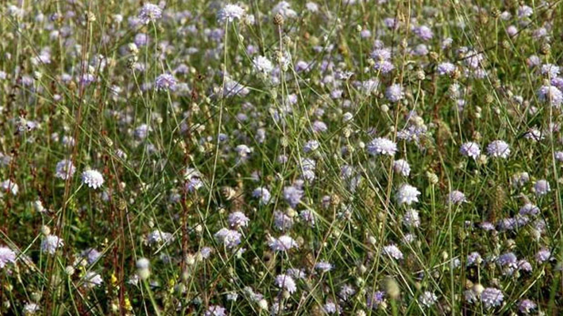 Il fiore che salva le api