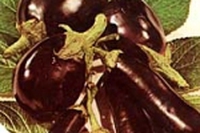 Melanzane in bianco