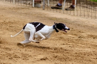 A Maserada sul Piave, in Veneto, aprirà un cinodromo per gare di cani