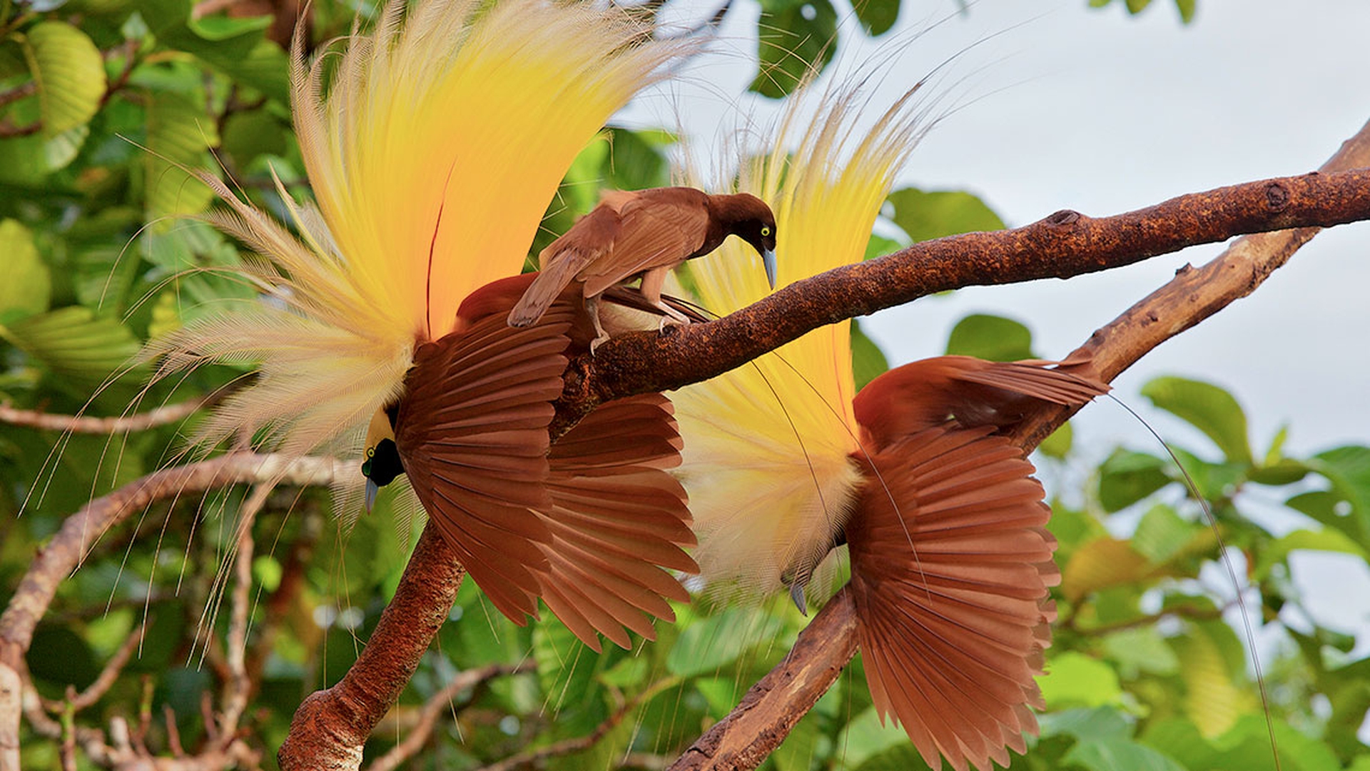 Etologia del corteggiamento: uccello del paradiso
