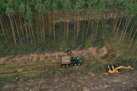 COP26, 100 countries promise to stop deforestation by 2030