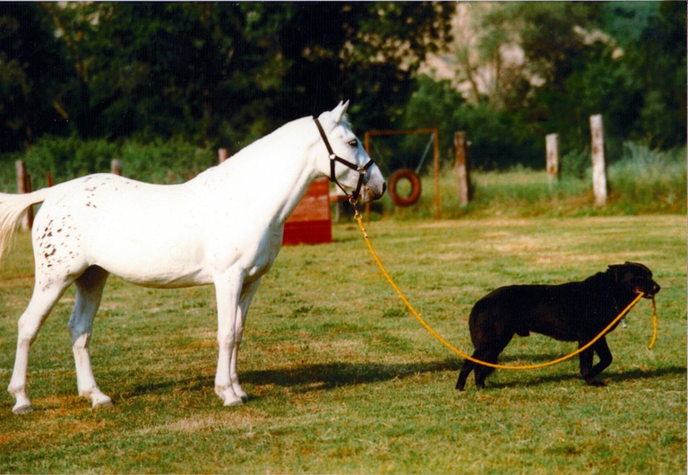 Cane che porta un cavallo al pascolo