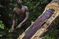 Authorities freed Armand Marozafy, the guide who denounced illegal logging in Madagascar