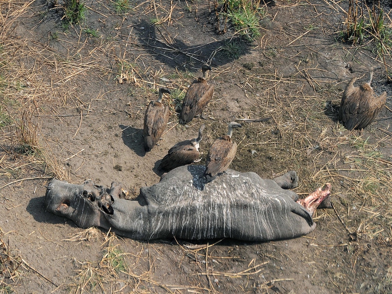 Elefante ucciso dai bracconieri