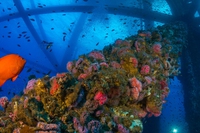 California, le piattaforme petrolifere in disuso potrebbero diventare barriere coralline artificiali