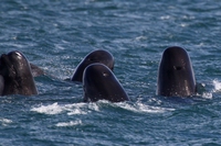 Più di 400 cetacei spiaggiati in Nuova Zelanda. Uno dei peggior disastri ecologici del paese