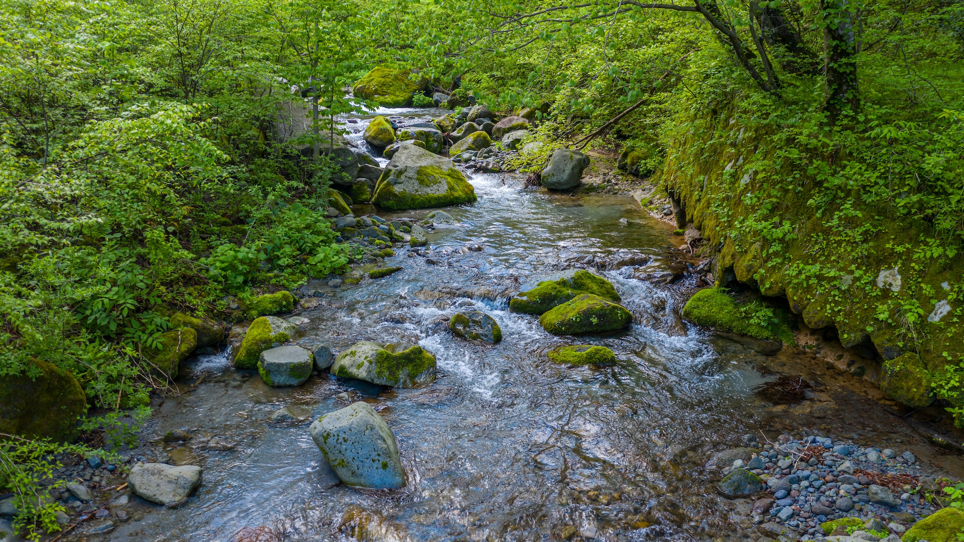 Sustainable Daisen's Japanese giant salamander sanctuary