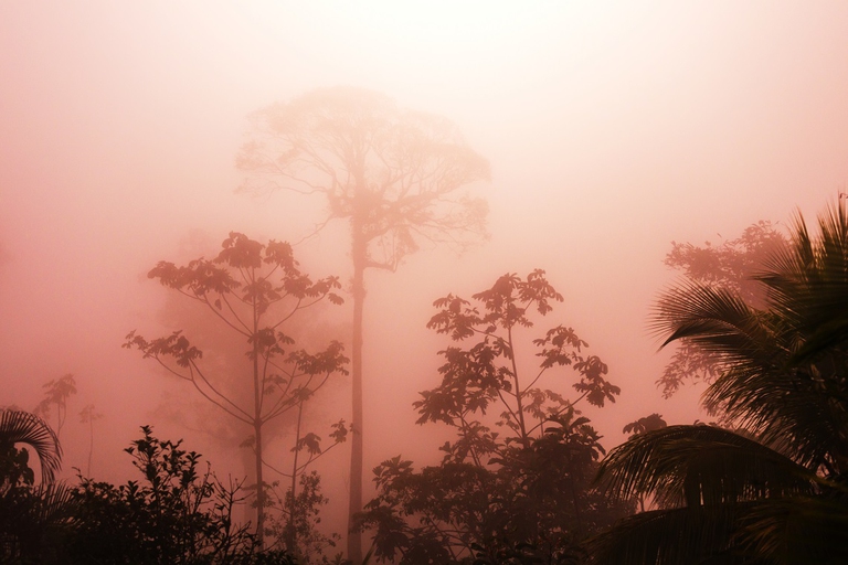 Foresta della Costa Rica avvolta dalla nebbia