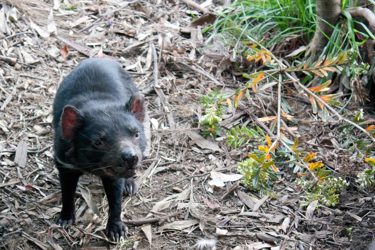 Australia, sono nati sette cuccioli di diavolo della Tasmania. È la prima volta in tremila anni