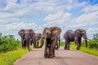 5 storie di conservazione della biodiversità per il 5 giugno