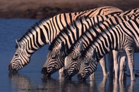 La migrazione da record delle zebre