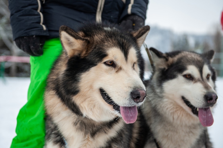 alaskan malamute insieme in montagna