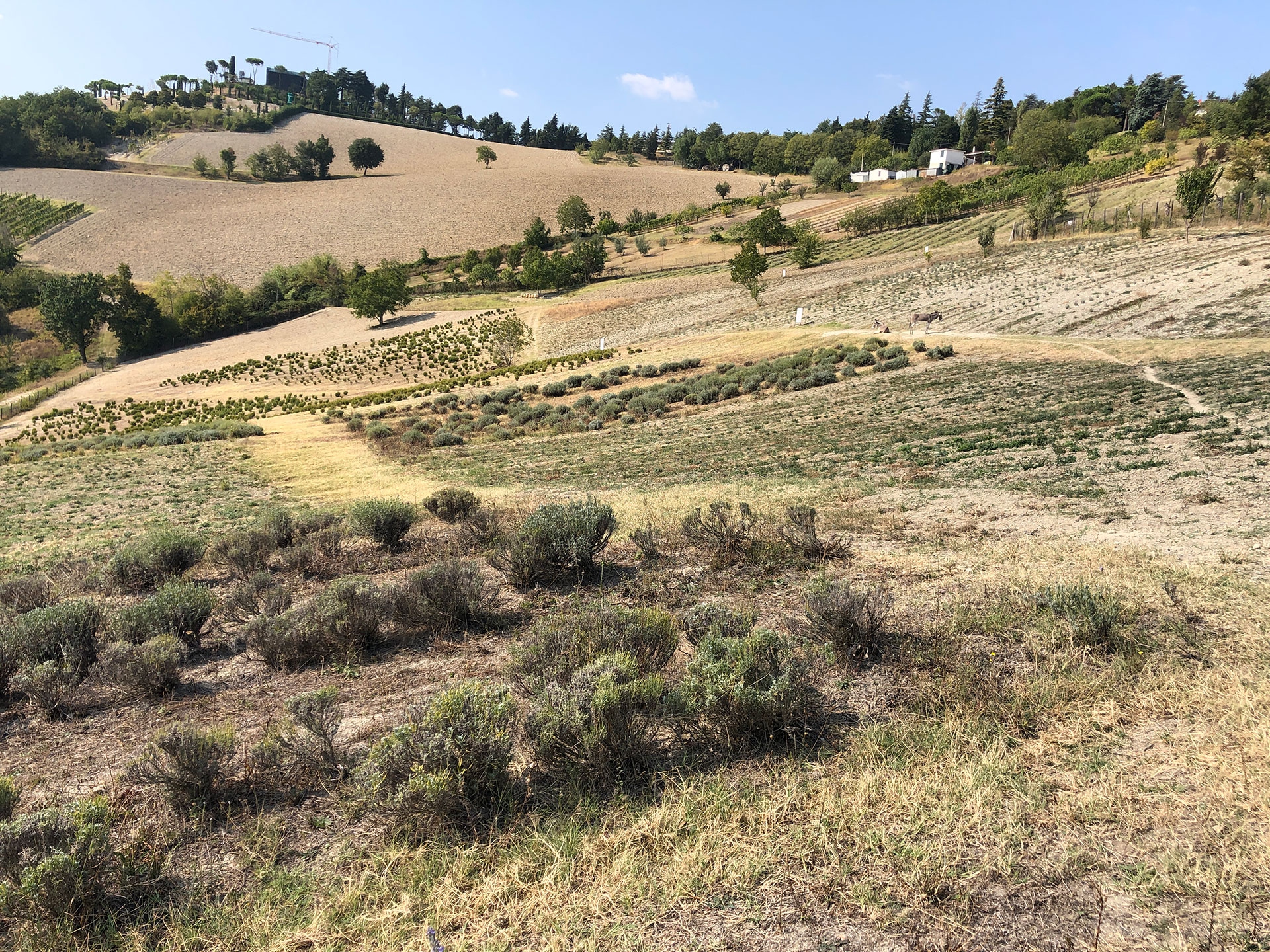 Ortofficina Oway sui colli bolognesi