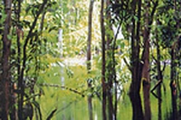 Amazzonia: agonia di una foresta