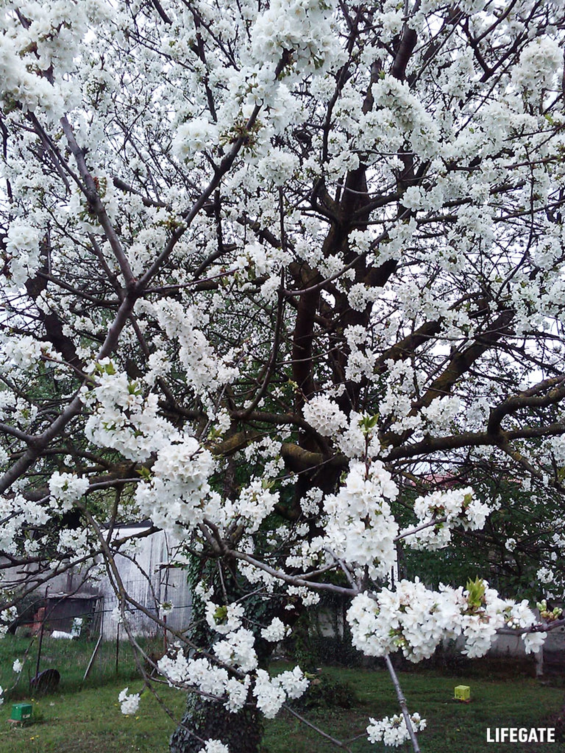 Bee my Future di LifeGate