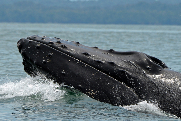humpback whale