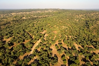 Foreste di sughero, preziose per natura