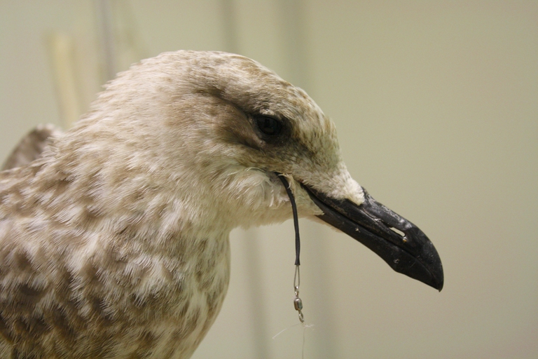 foto cruma, Giornata del mare