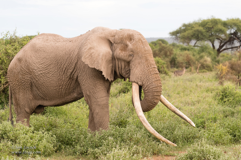 Tim The Elephant Dies In Kenya: Africa Loses One Of Its Last Giant ...