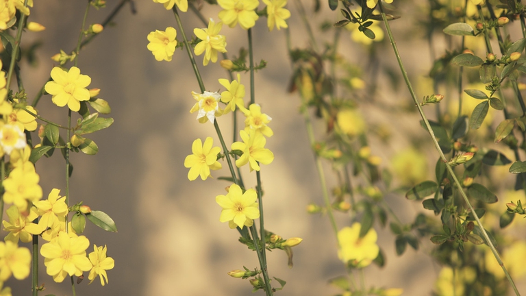 gelsemium eccesso sudore