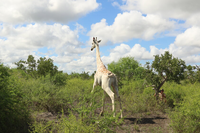 The world’s last white giraffe wears a GPS to protect it from poachers
