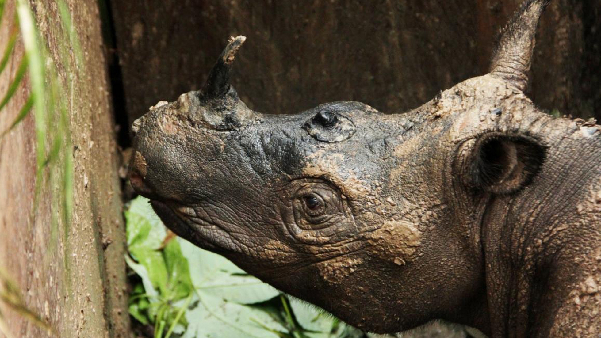 Rescue Of Critically Endangered Sumatran Rhino - International Rhino  FoundationInternational Rhino Foundation