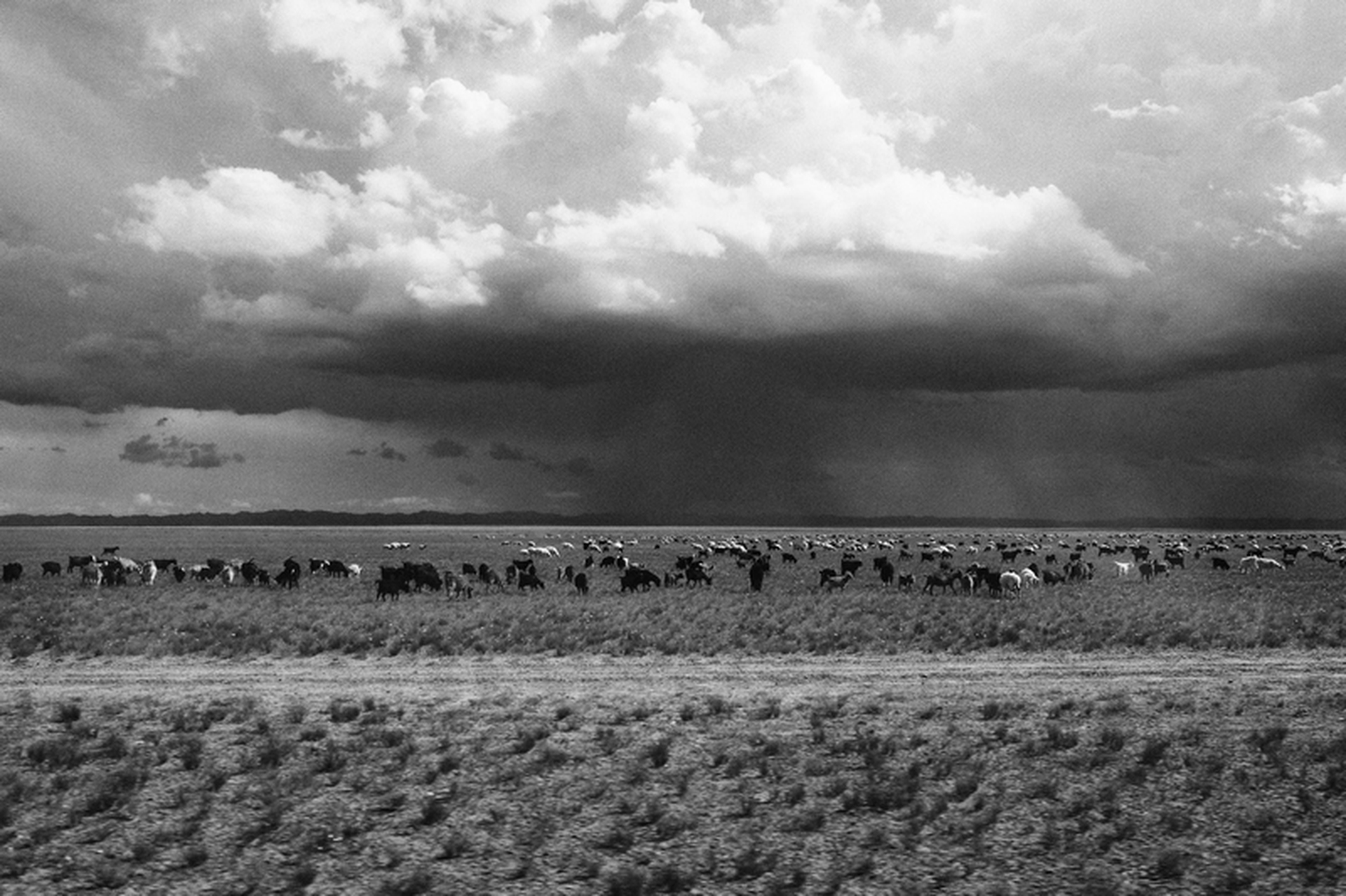 Sara Munari, Vanishing Shepherds