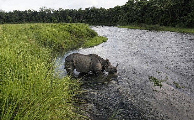Zero Poaching How Nepal achieved zero poaching - LifeGate
