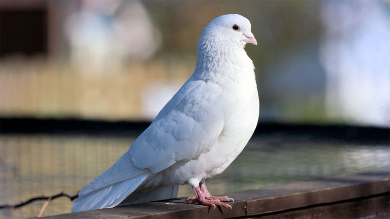 La colomba, incantevole simbolo di purezza, riconciliazione e pace.