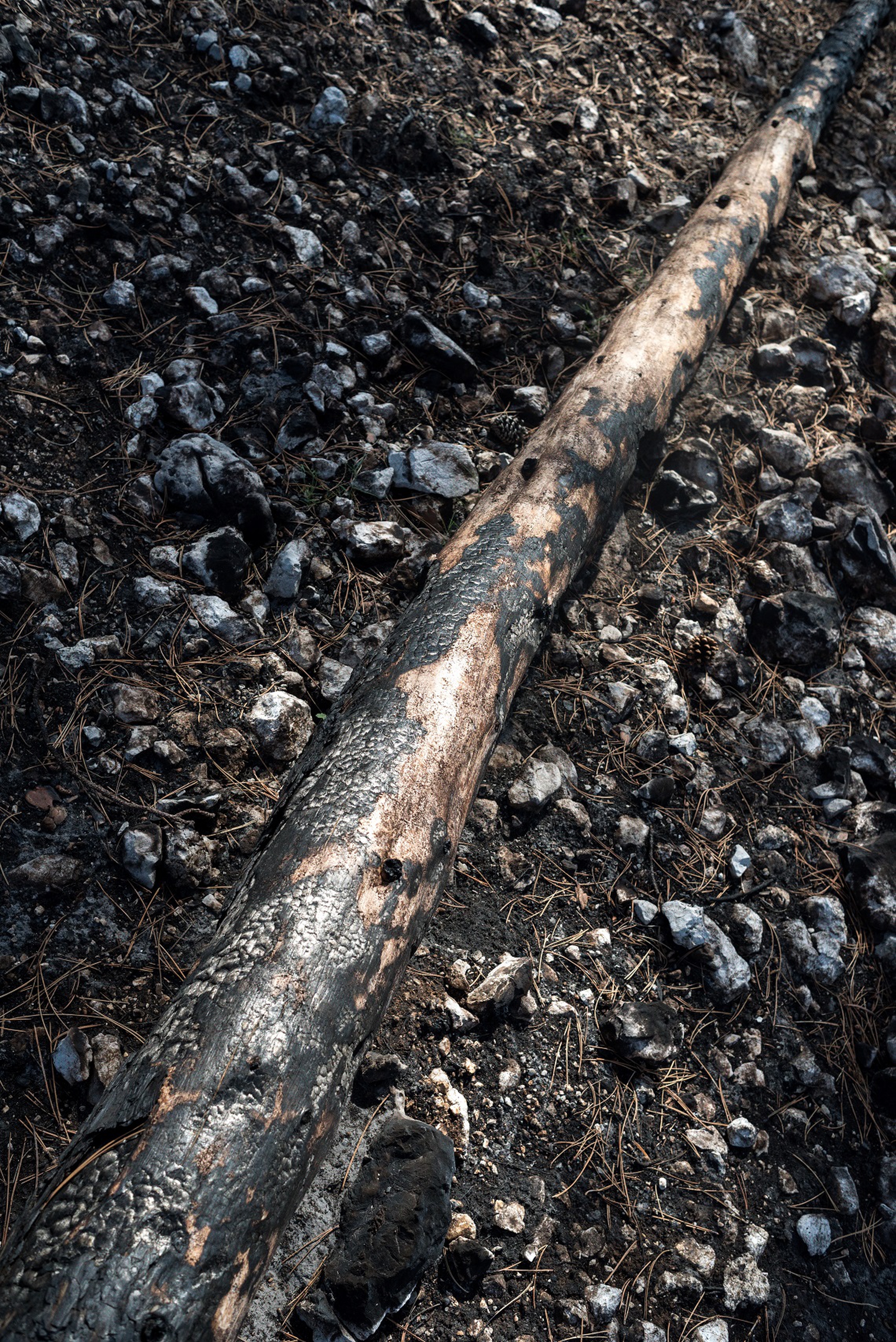 Tronco senza vita di un pino