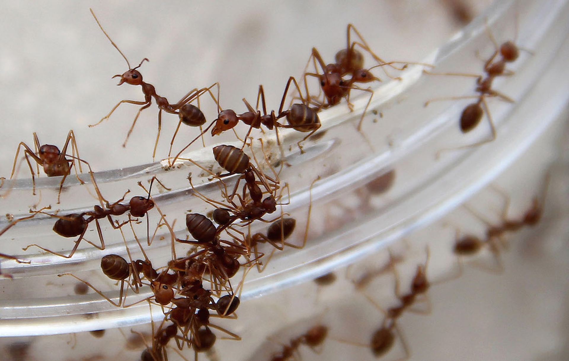 I metodi di accoppiamento del regno animale