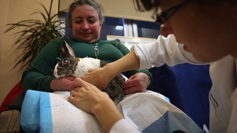 Paziente con un coniglio