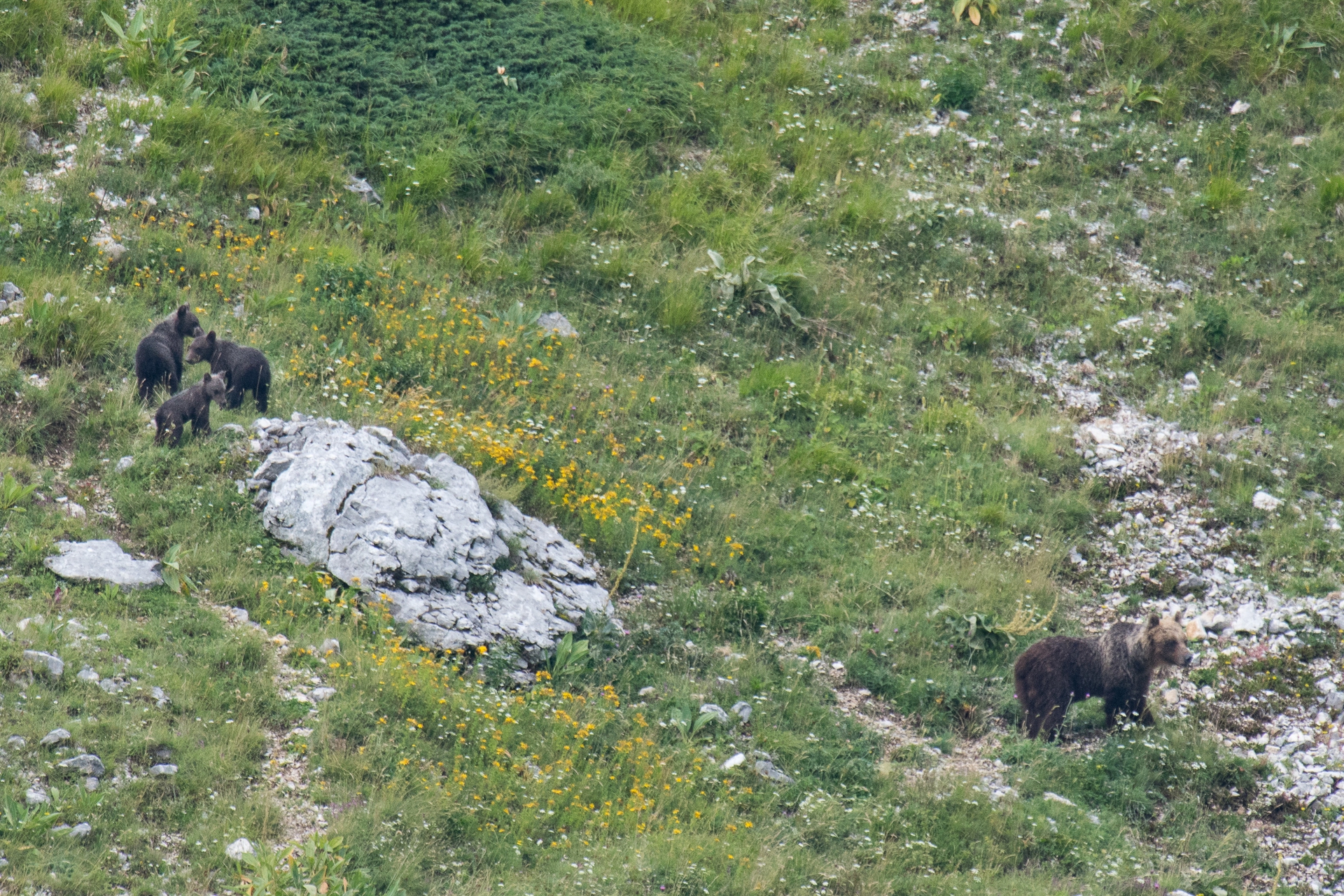 Un orso bruno marsicano con tre piccoli dell’anno al seguito © Umberto Esposito _ Wildlife Adventures