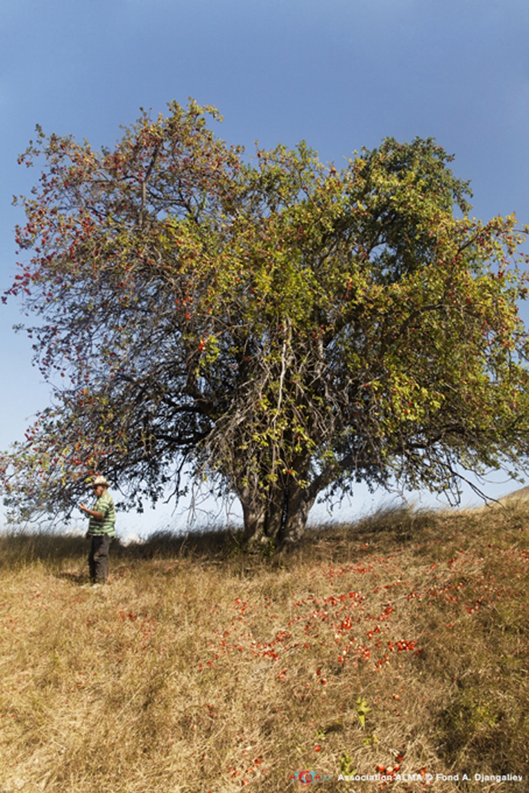 Un esemplare di Malus sieversii (foto di Catherine Peix)