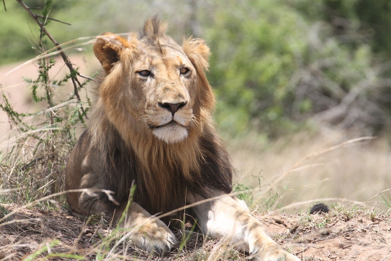 Ntwari, the dominant male in Akagera © Sarah Hall