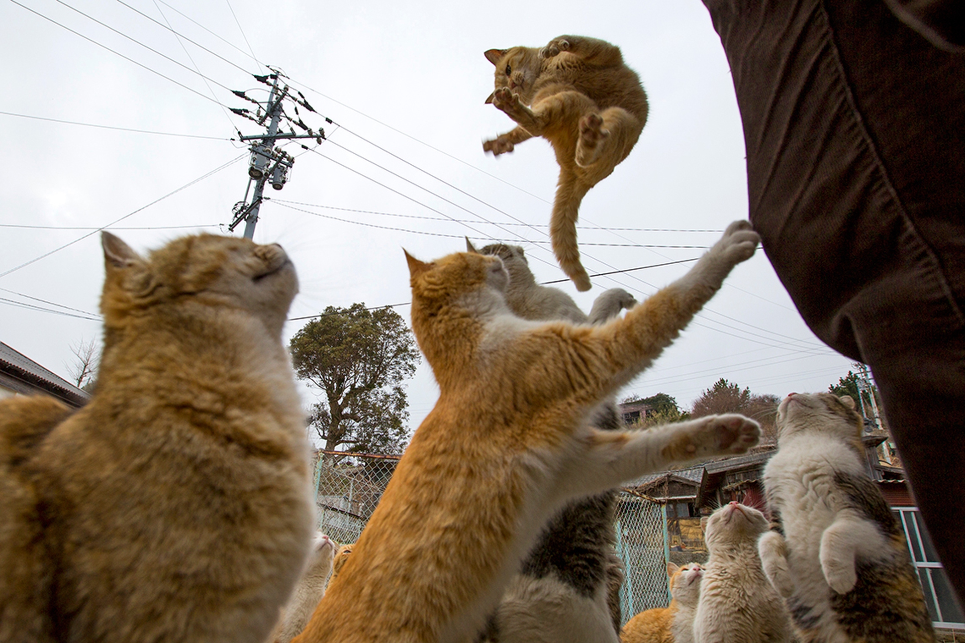 Aoshima, l'isola giapponese conquistata dai gatti