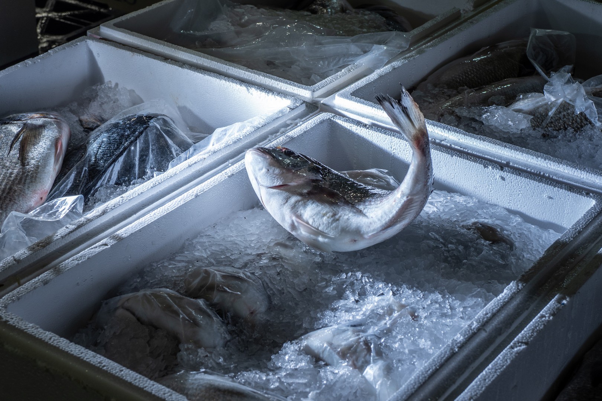 Un allevamento intensivo di pesci in Grecia