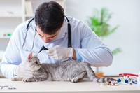 È in arrivo nel ragusano un servizio pubblico di pronto soccorso veterinario