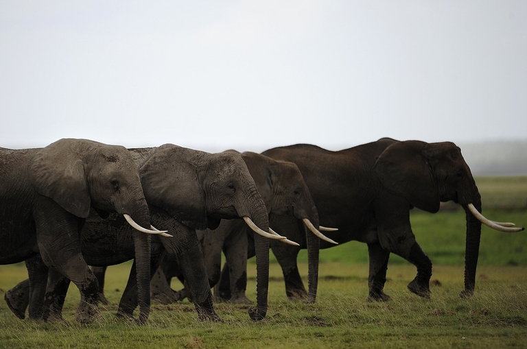 african elephants poaching