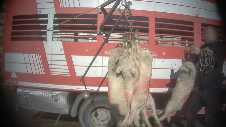 Indagine Essere Animali Sardegna