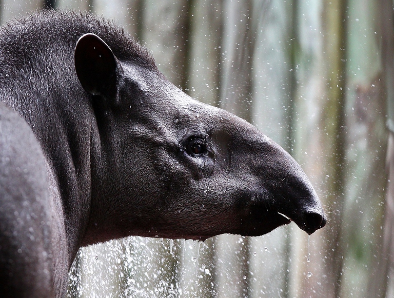 Tapiro brasiliano