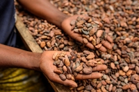 Dal cacao al caffè, quanto è sostenibile la filiera del foodservice dolce