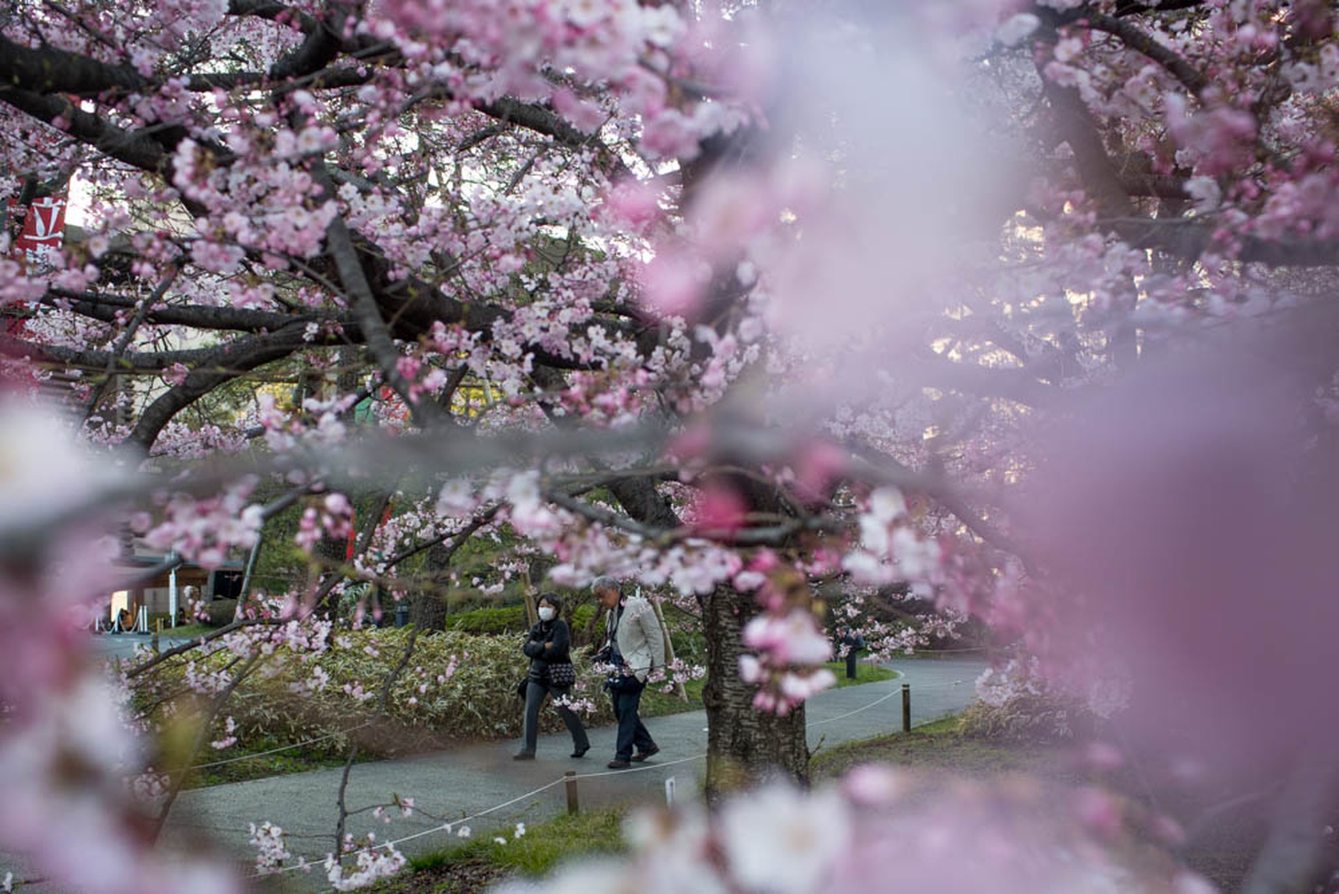 Hanami celebration of the blossoming of cherry trees