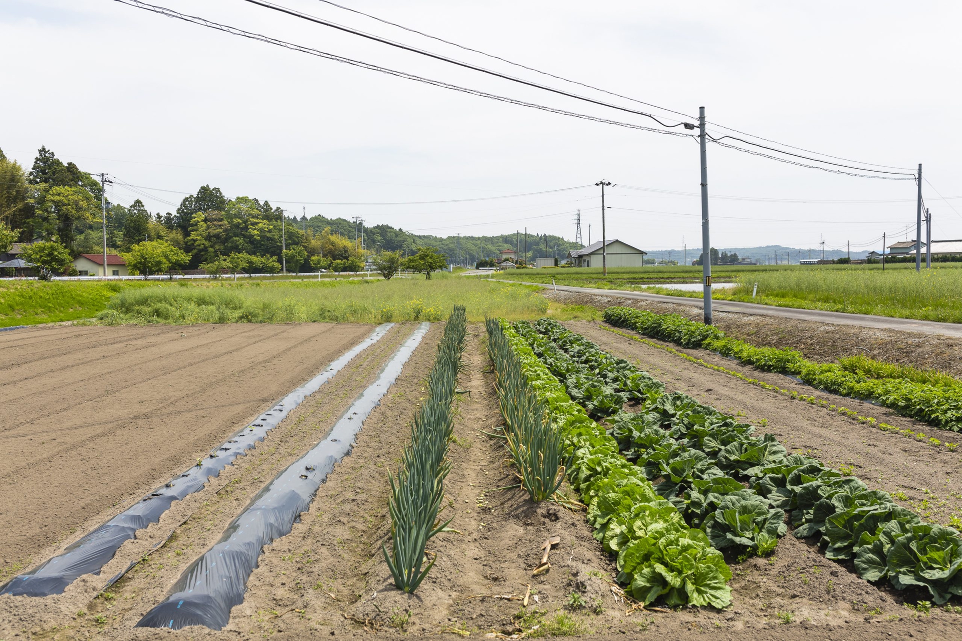 Fukushima, planting the seeds of renewal - LifeGate