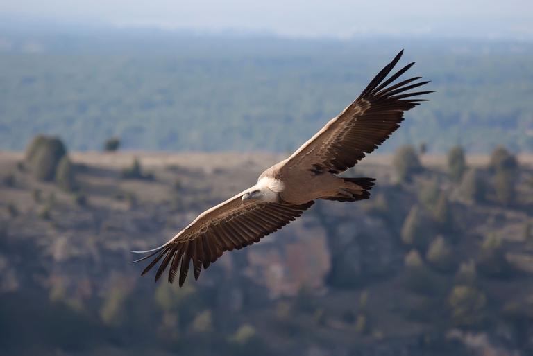 tra gli avvoltoi il grifone