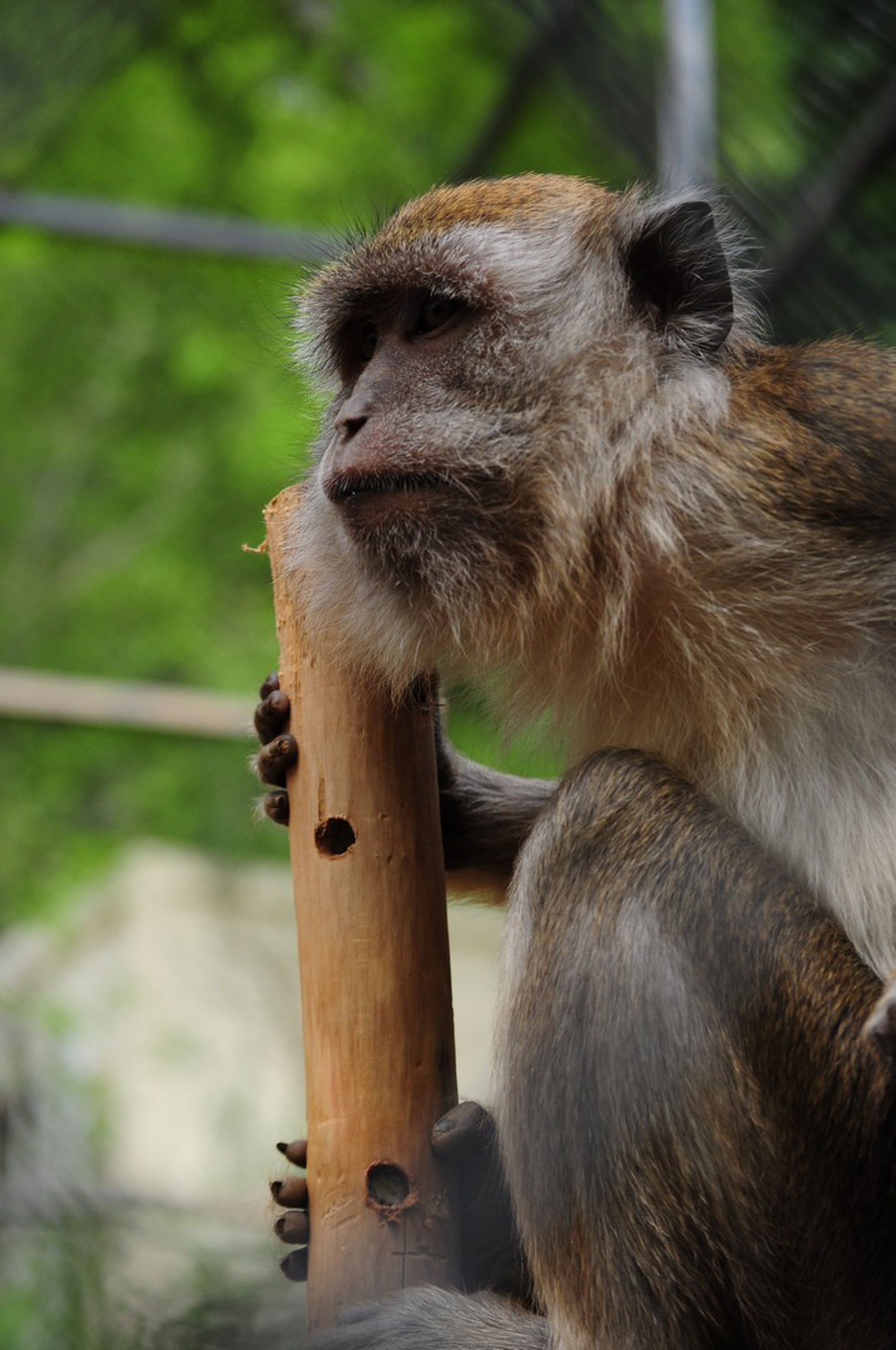 Un macaco salvato dalla vivisezione ospite a Semproniano mentre gioca con un arricchimento