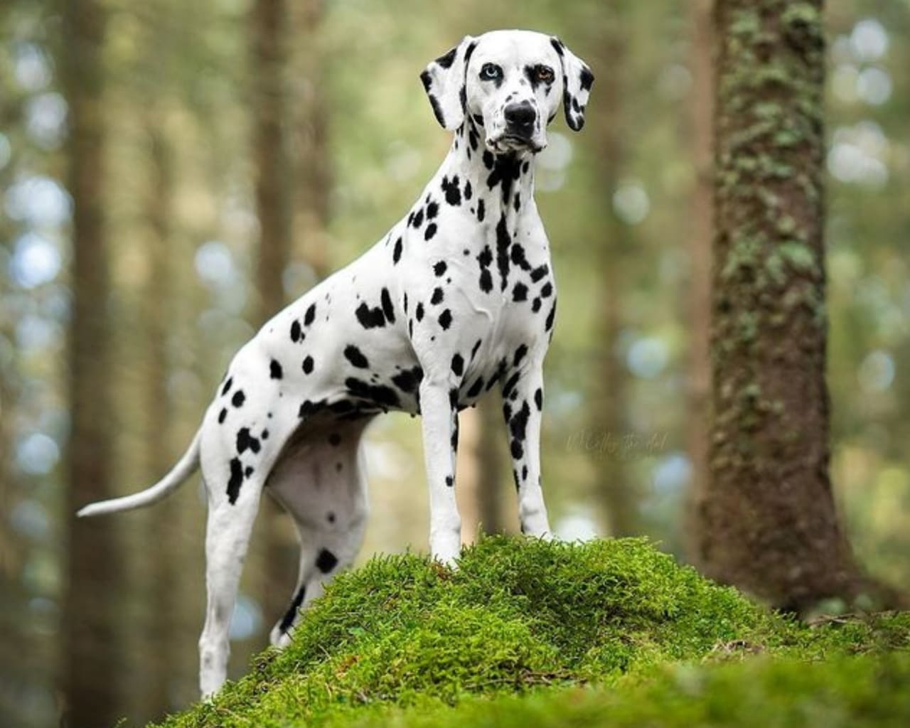 cane grossa taglia pelo corto