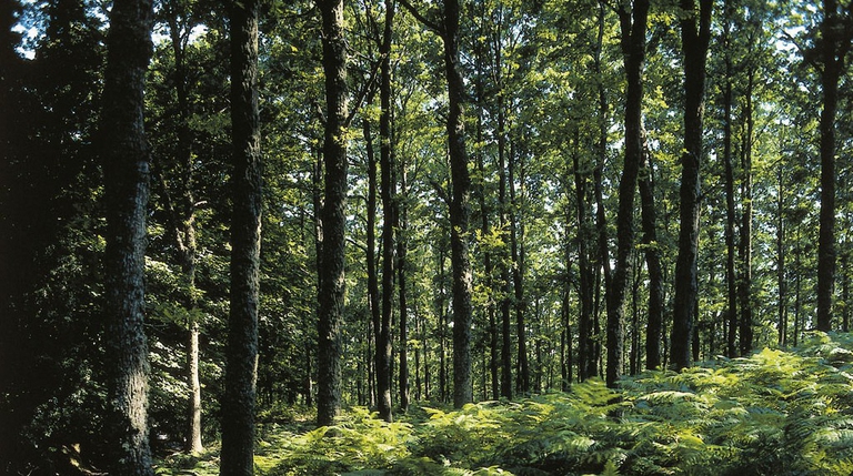 Riforestazione  per compensare le emissioni di Agras Pet Foods © DEA, A. Tessore/GettyImages