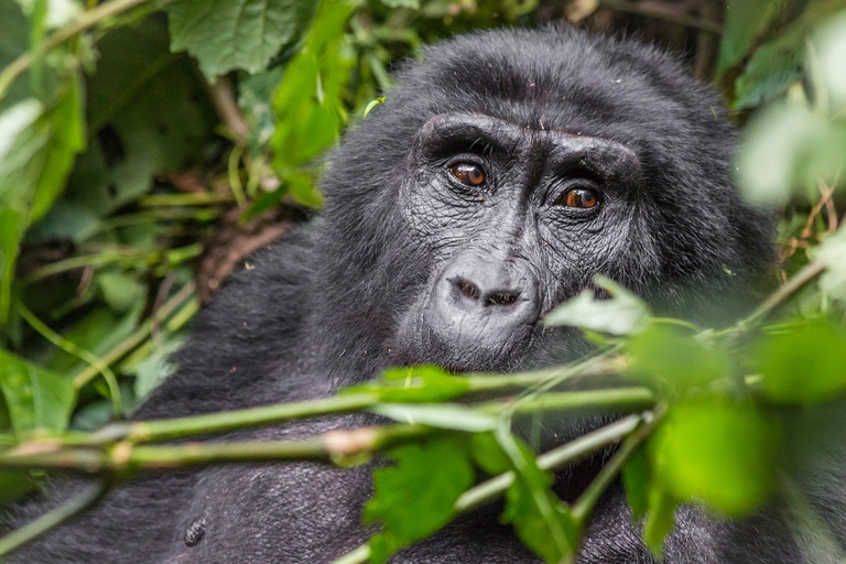 Gorilla tra la vegetazione in una foresta dell'Uganda