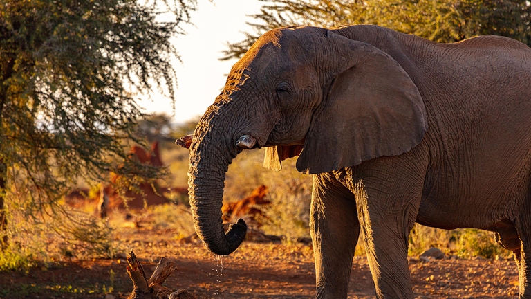 Elefante, Namibia